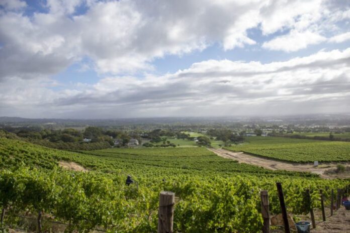 Steenberg Vineyards LR